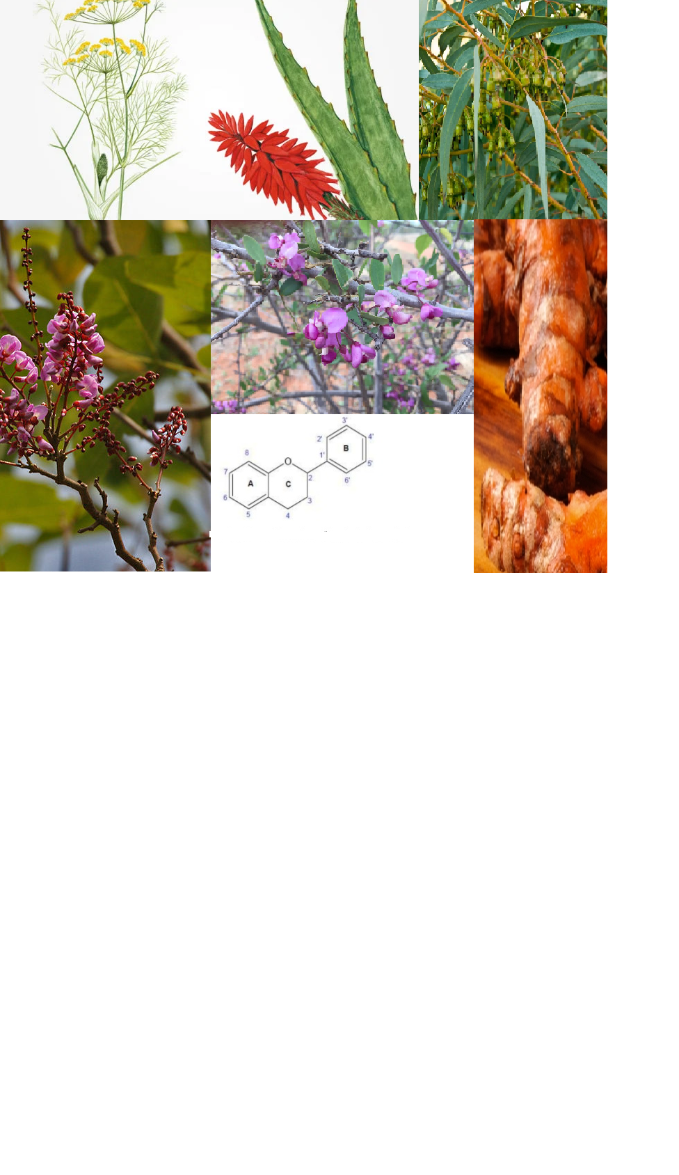 					Ver Vol. 7 Núm. fluxocontinuo (2021): Plantas Medicinais & Aromaterapia
				